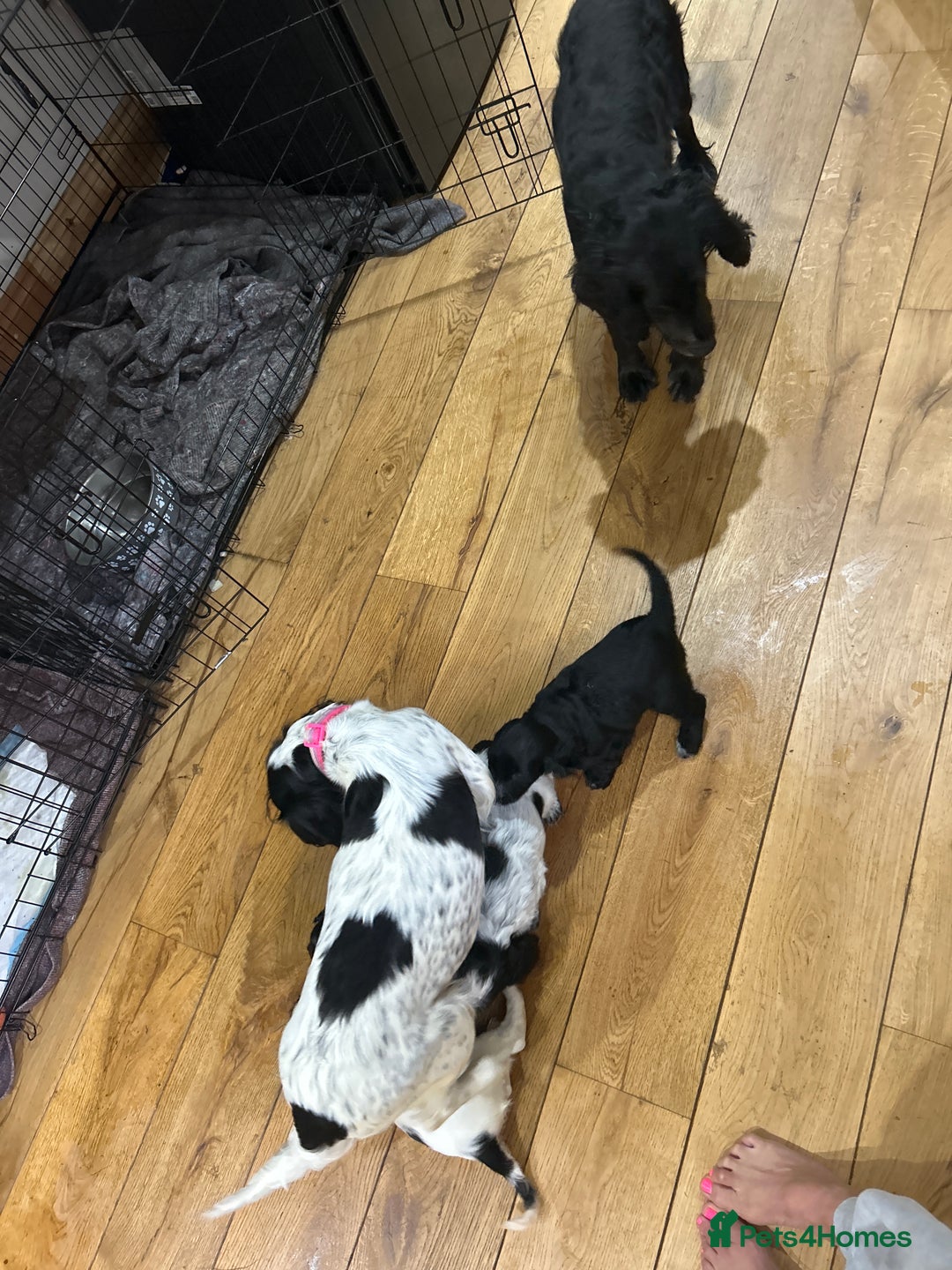 Cocker Spaniel dogs for sale: Beautiful Working Cocker Spaniel puppies - Advert 13