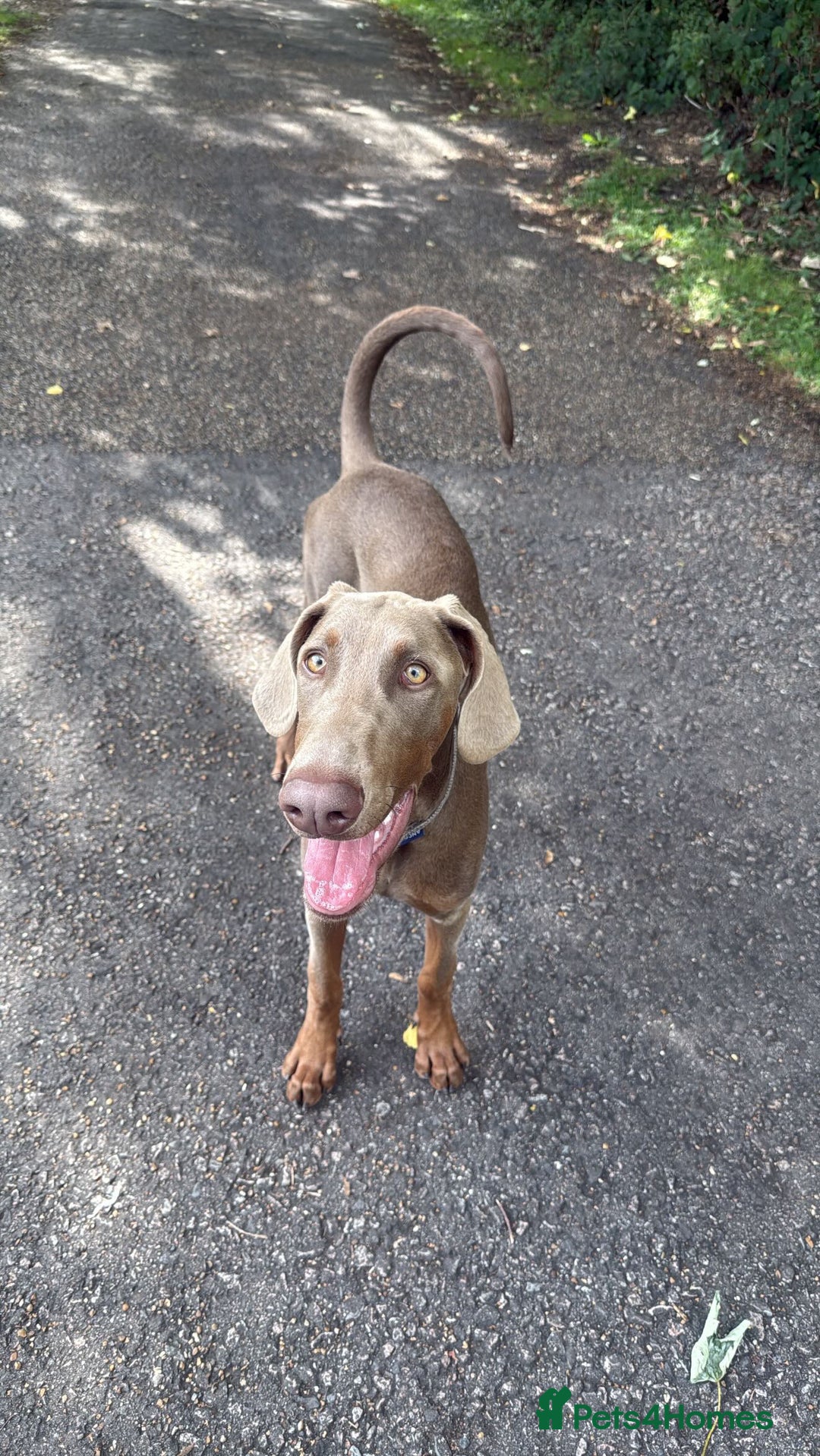 Dobermann dogs for sale: Isabella Male Doberman Puppy - Image 1
