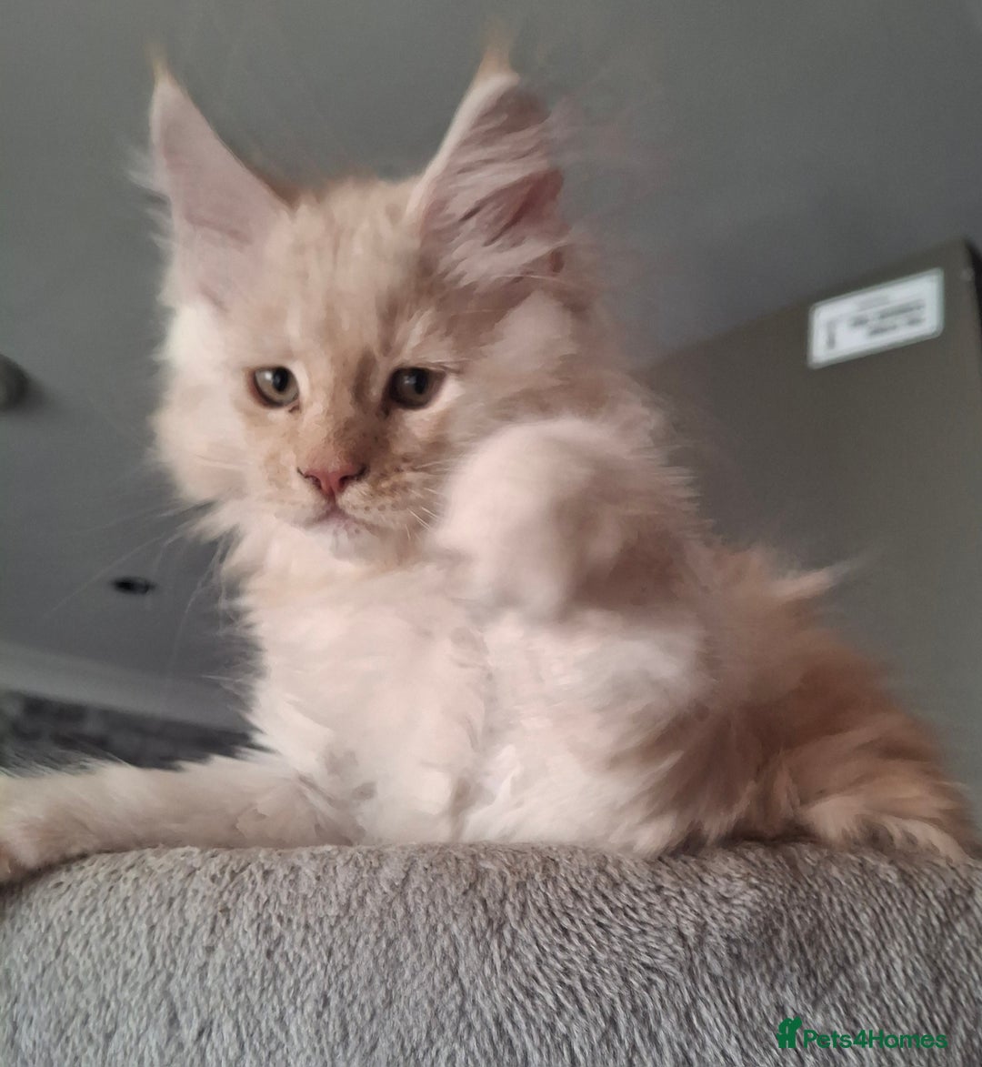 Maine Coon cats for sale: Gorgeous kittens  - Image 12
