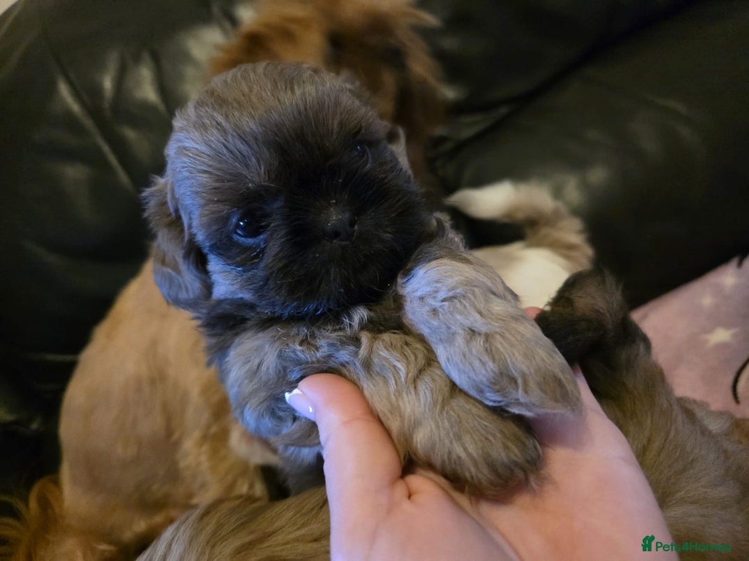 Shih Tzu dogs for sale: A girl and a boy - Image 10