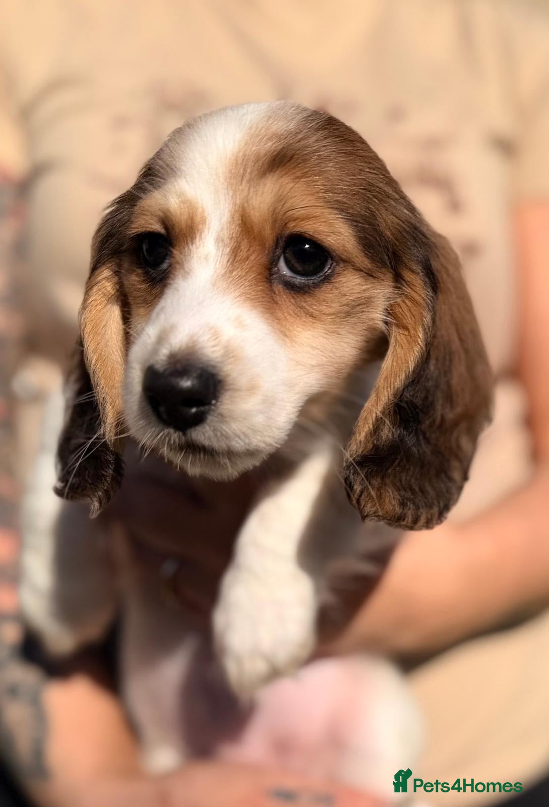 Miniature Dachshund dogs 2 cute long haired miniature dachshunds available  - Advert 3