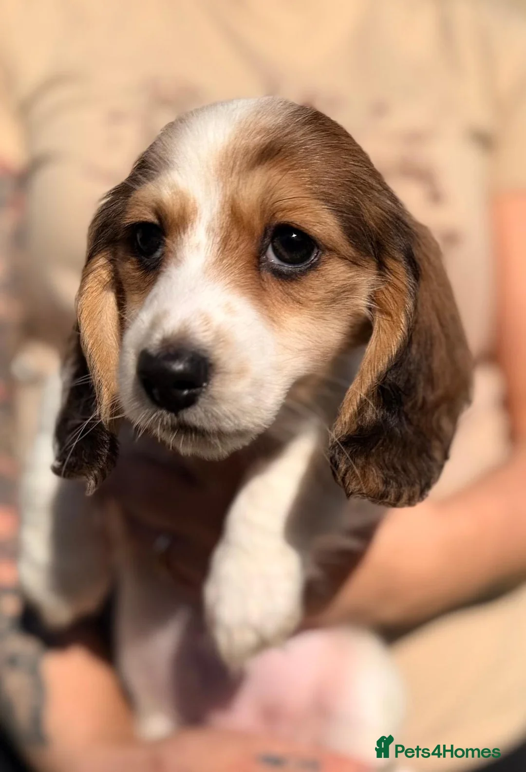 Miniature Dachshund dogs for sale: 2 cute long haired miniature dachshunds available  - Advert 1