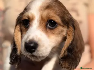 Miniature Dachshund dogs 2 cute long haired miniature dachshunds available - Advert 3