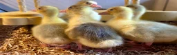 Geese poultry for sale: SEBASTOPOL GOSLINGS - READY NOW - Advert 12