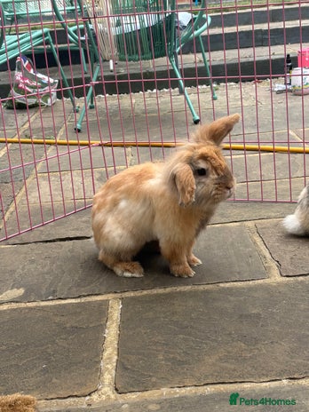 Lionhead rabbits - Advert 11