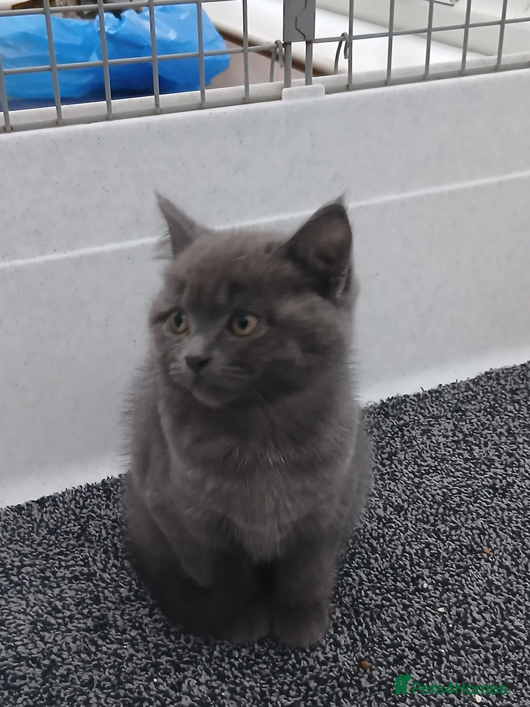 British Longhair cats for sale: British short-hair xxx - Advert 2