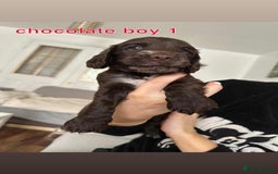 Cocker Spaniel dogs for sale: Cocker spaniel puppy  - Image 6