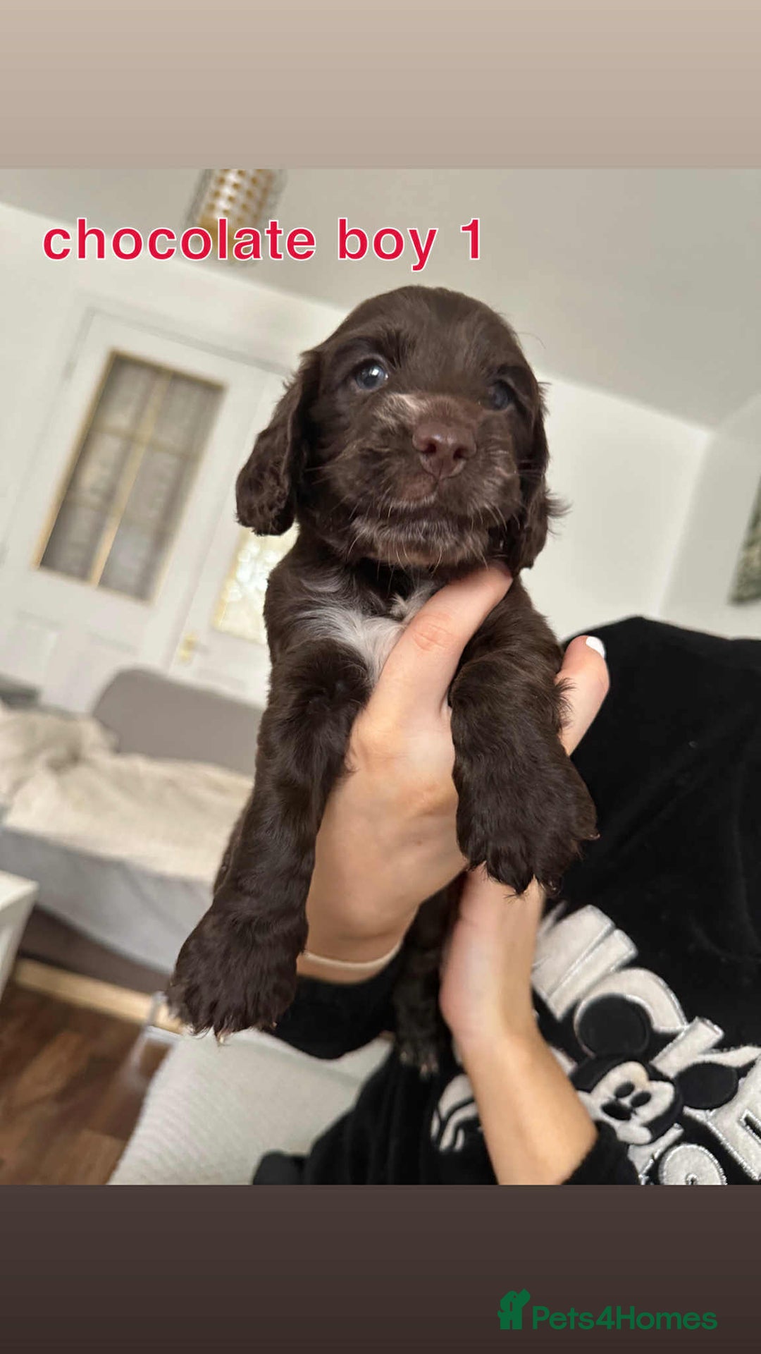 Cocker Spaniel dogs for sale: Cocker spaniel puppy  - Image 6