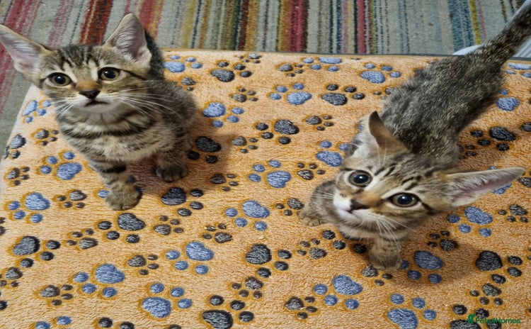 Mixed Breed cats - Advert 16