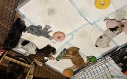 Cocker Spaniel dogs for sale: Beautiful kc registered show cocker spaniels - Image 3