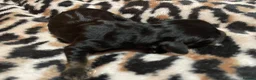 Dachshund dogs for sale: Dachshund puppys in Peterlee - Advert 11