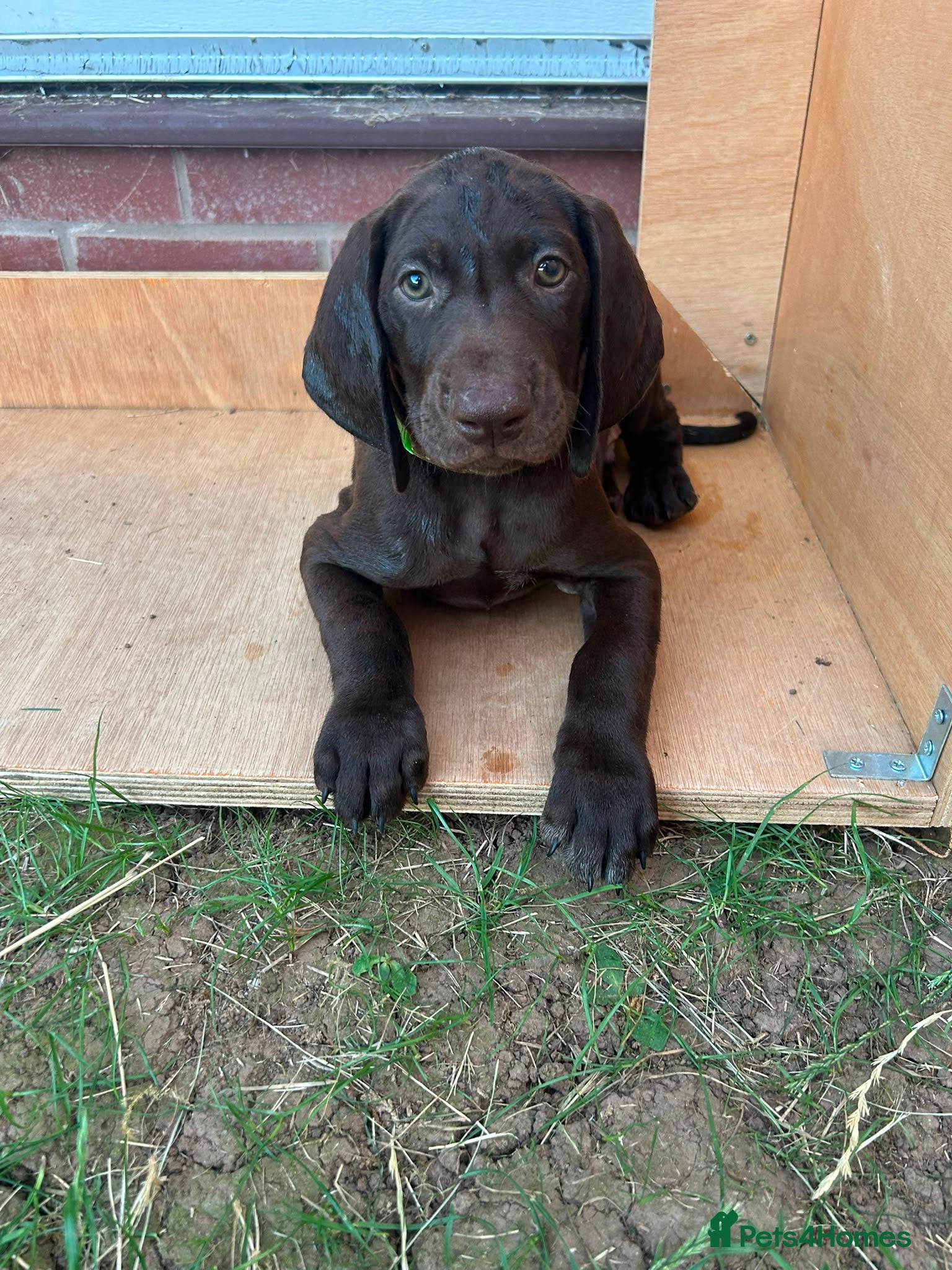 German Shorthaired Pointer dogs Beautiful KC GSP Puppies - Advert 2