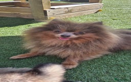 Pomchi dogs for sale: Pomeranian chihuahua puppies - Image 4