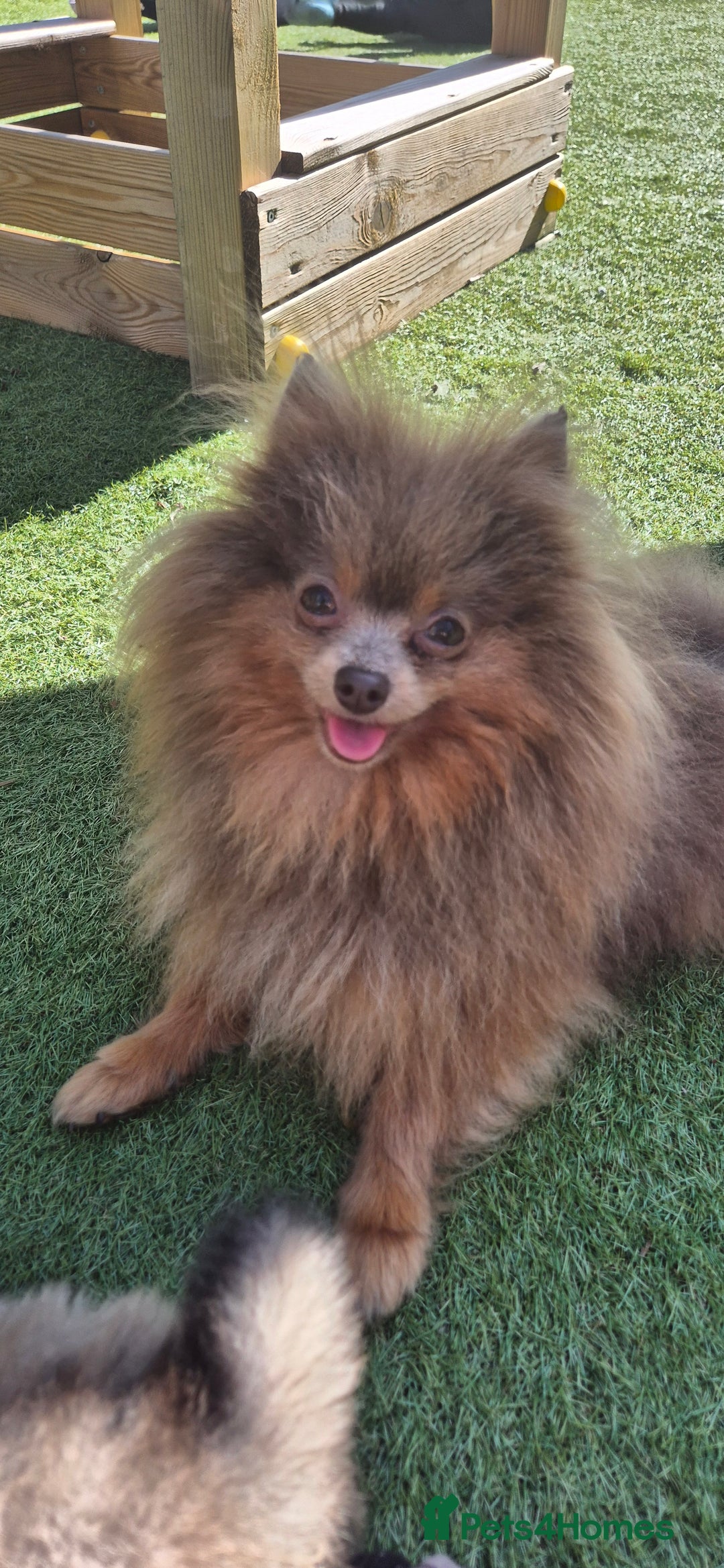 Pomchi dogs for sale: Pomeranian chihuahua puppies - Image 4