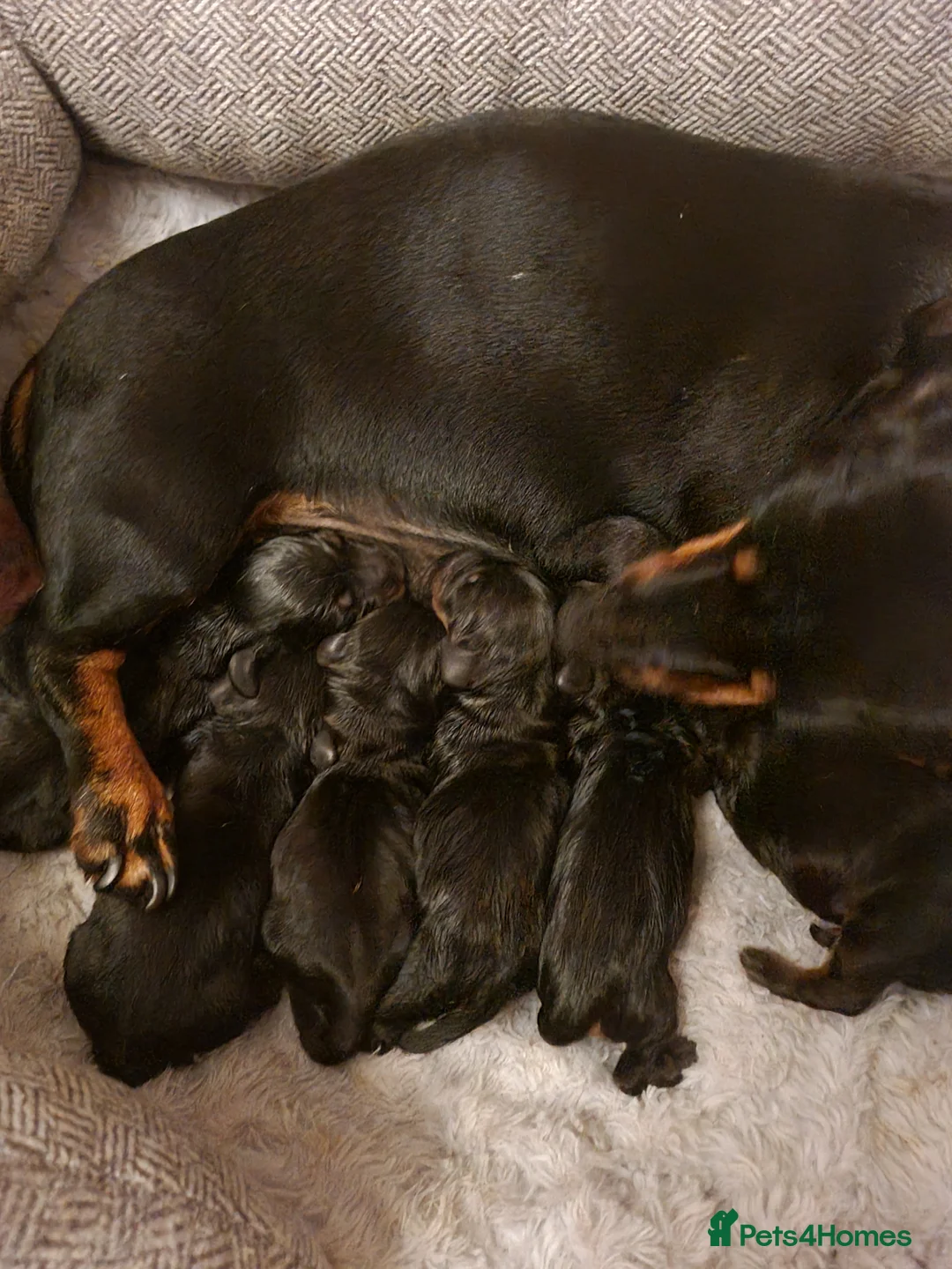 Miniature Dachshund dogs for sale: Gorgeous Miniature Dachschund puppies - Advert 10