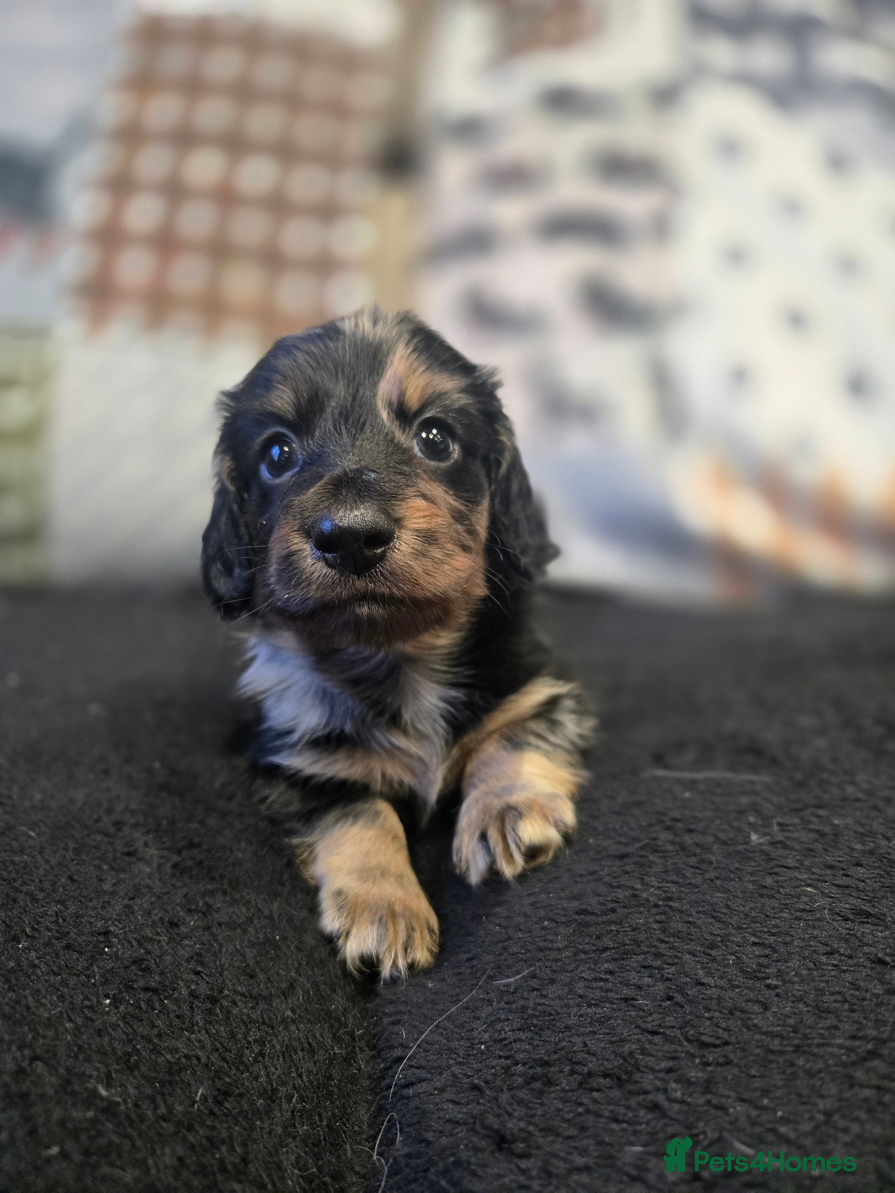 Miniature Dachshund dogs ✨️Kc registered stunning miniature dachshunds ✨️ - Advert 7