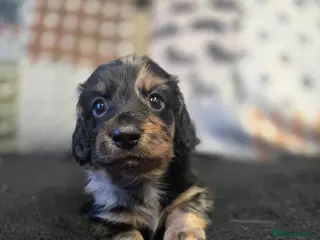 Miniature Dachshund dogs ✨️Kc registered stunning miniature dachshunds ✨️ - Advert 7