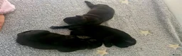 Staffordshire Bull Terrier dogs for sale: Kassius Staffordshire bull terrier pups for sale  in Middlesbrough - Advert 19