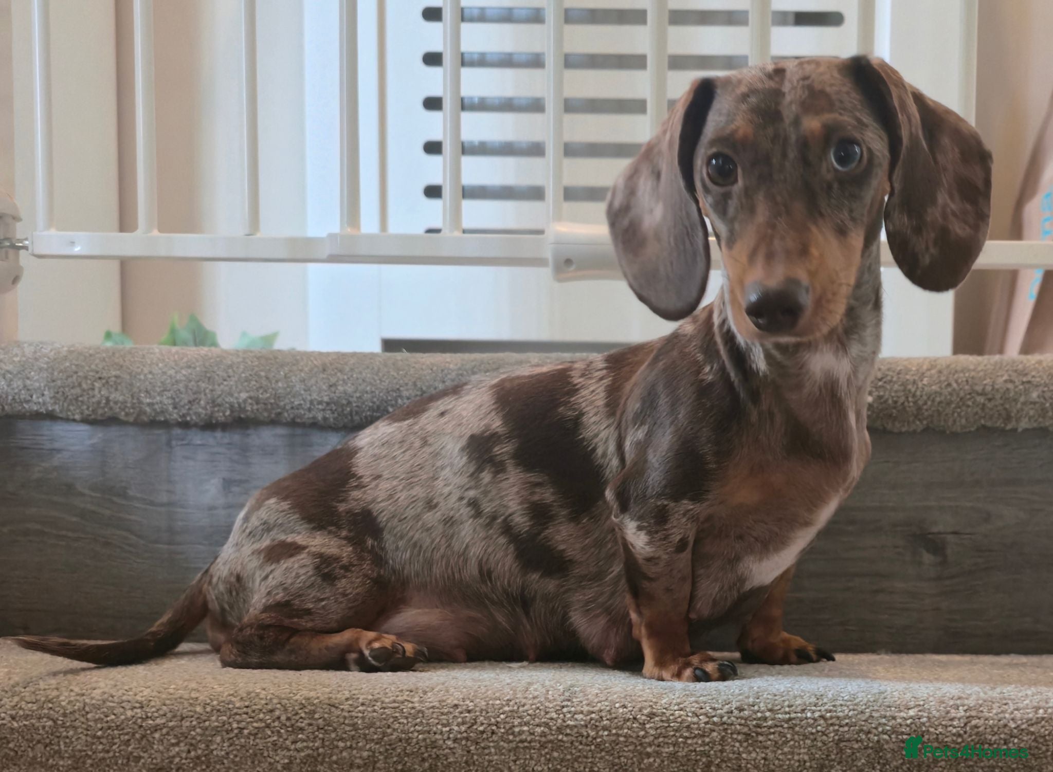 Miniature Dachshund dogs Miniature Dachshund Puppies - Advert 2