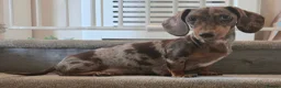 Miniature Dachshund dogs for sale: Miniature Dachshund Puppies - Advert 2