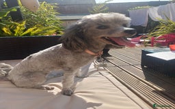Toy Poodle dogs for sale: Female toy poodle silver  - Image 7