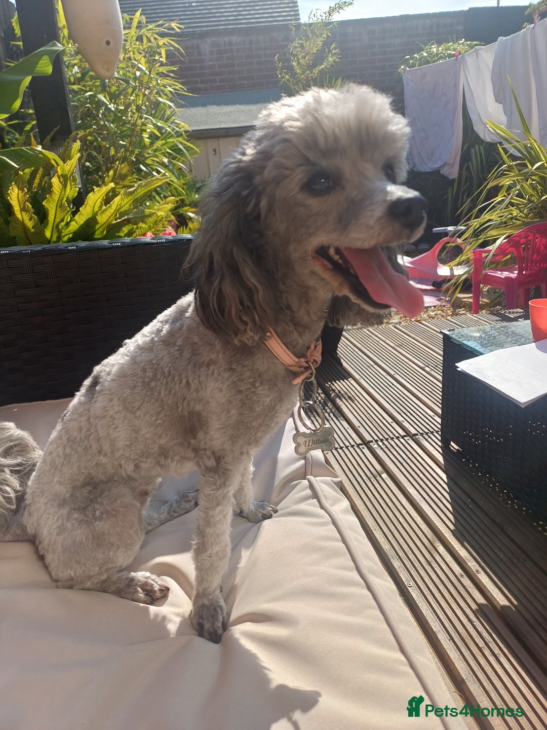 Toy Poodle dogs for sale: Female toy poodle silver  - Image 7