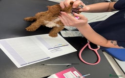 Cavapoo dogs for sale: Health tested TOY CAVAPOOS KC Parents - Image 28
