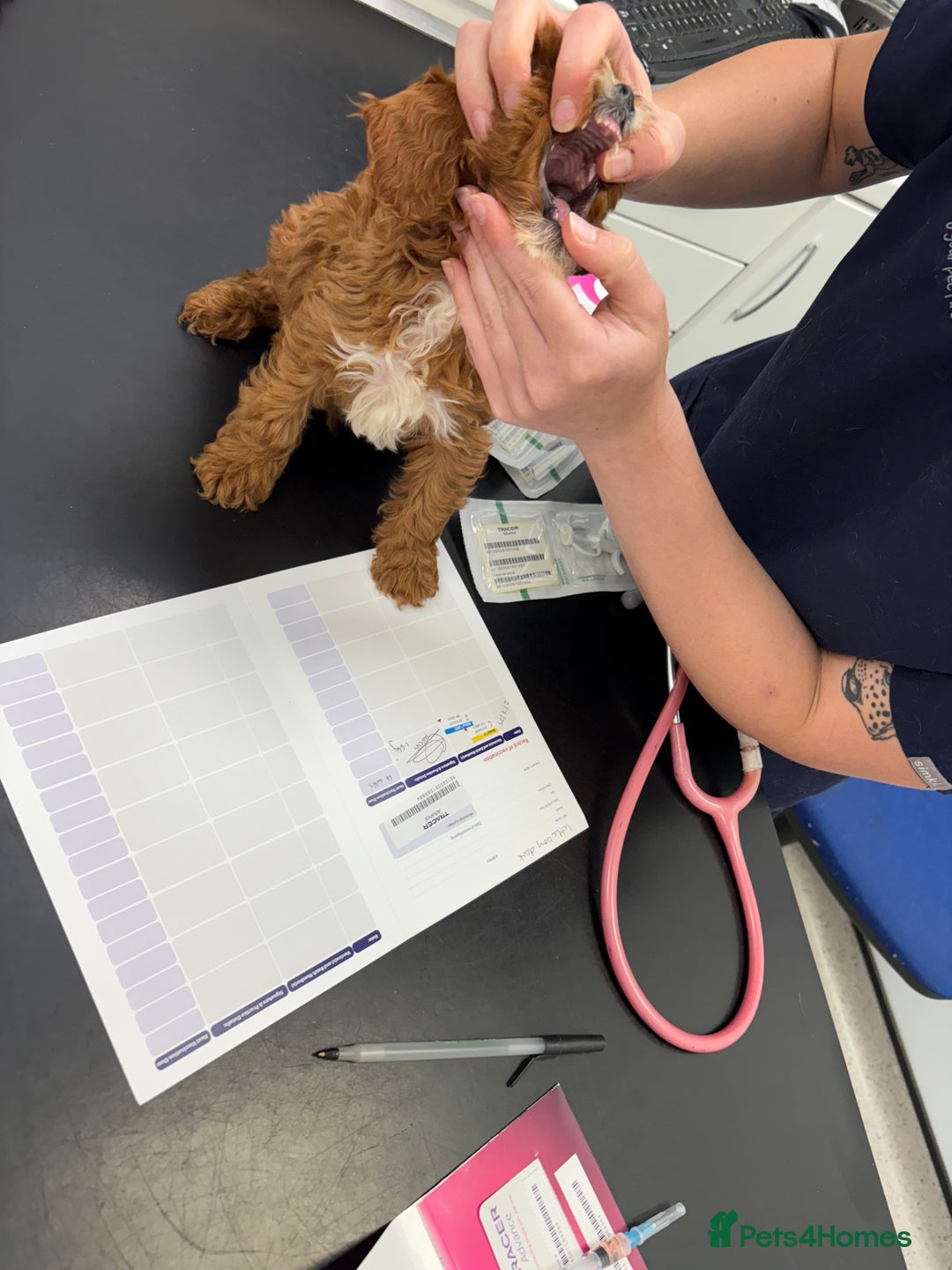 Cavapoo dogs for sale: Health tested TOY CAVAPOOS KC Parents - Image 28