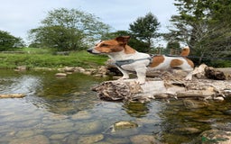 Jack Russell dogs for stud: Dog for stud  - Image 2
