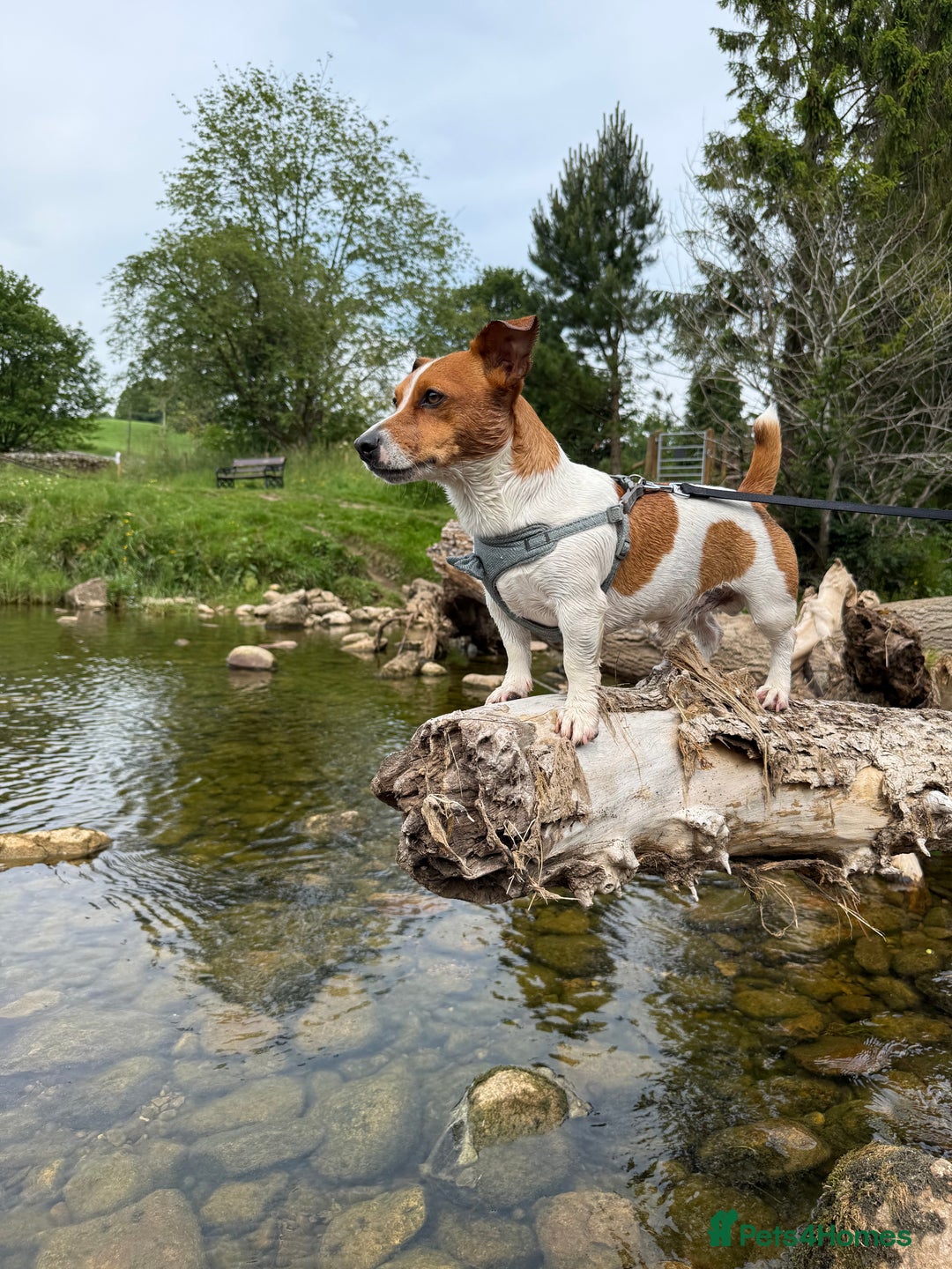 Jack Russell dogs for stud: Dog for stud  - Image 2