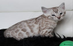 Bengal cats for sale: Gorgeous Bengal kittens - Image 10