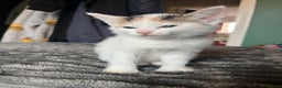 Mixed Breed cats for sale: Beautiful tri coloured kittens  - Advert 13
