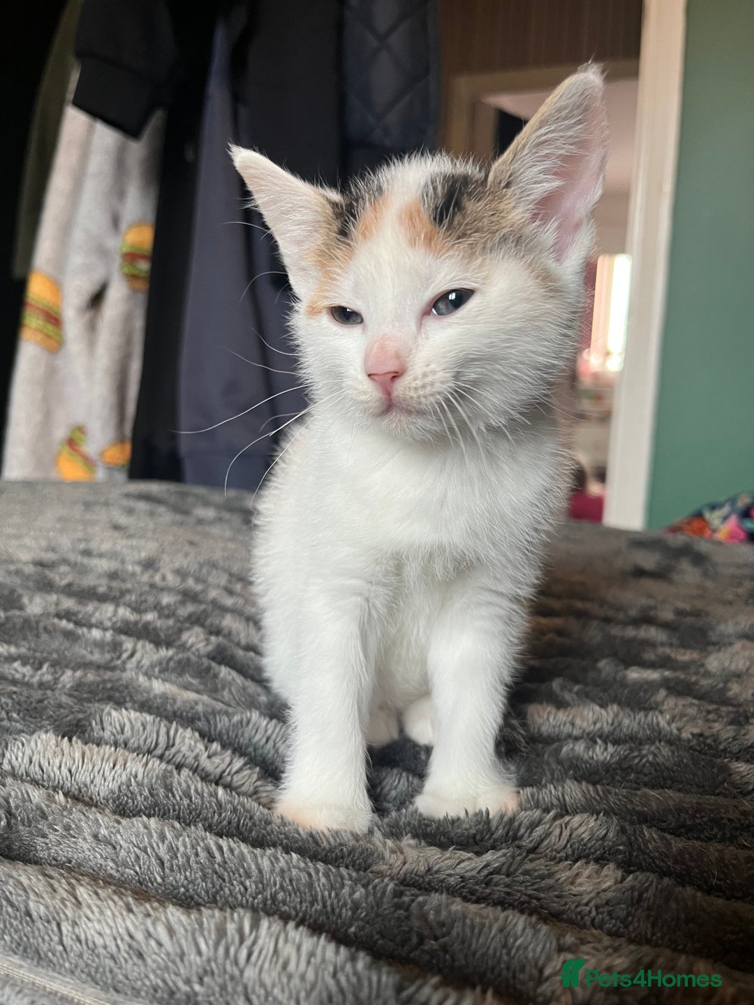 Mixed Breed cats for sale: Beautiful tri coloured kittens  - Advert 13