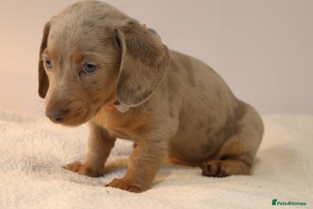 Miniature Dachshund dogs for sale:  🌟5StarsLicense+Holistic+KC+VetChecked+PRA Clear+ - Image 28