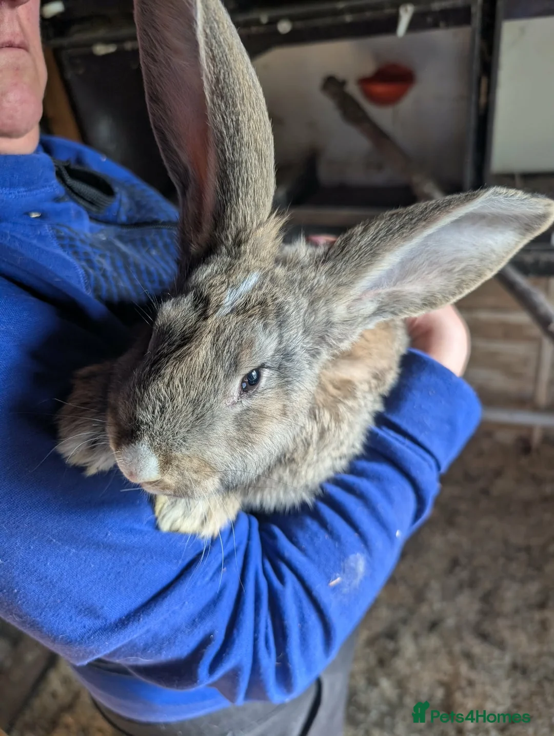 Continental Giant rabbits for sale: Continental Giants  - Advert 1