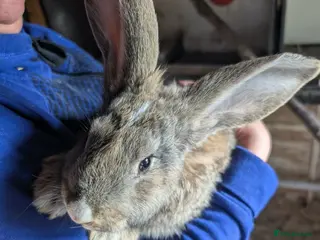 Continental Giant rabbits Continental Giants - Advert 10