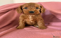 Cockapoo dogs for sale: Beautiful fox red cockapoo - Image 6
