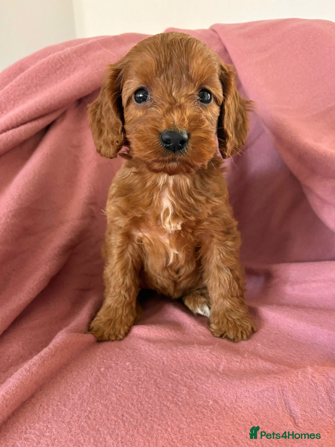 Cockapoo dogs for sale: Beautiful fox red cockapoo - Image 6