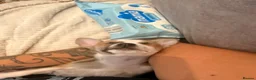 Chihuahua dogs for sale: Smooth Coat Chihuahua Puppies - Advert 6