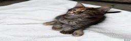 Maine Coon cats for sale: Pure breed beautiful main coon kitten  - Advert 10