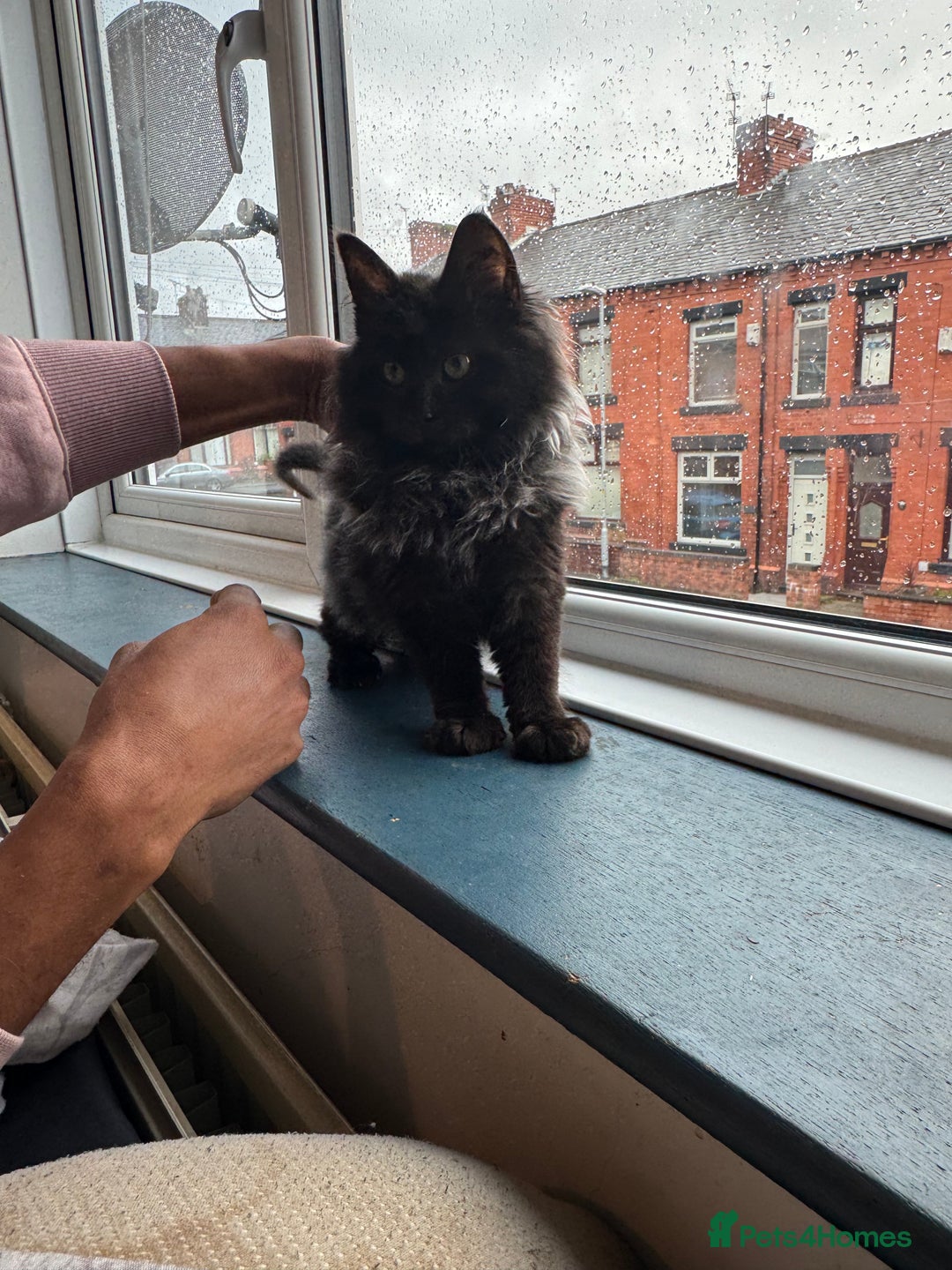 Maine Coon cats for sale: Maincoon boys - Image 13