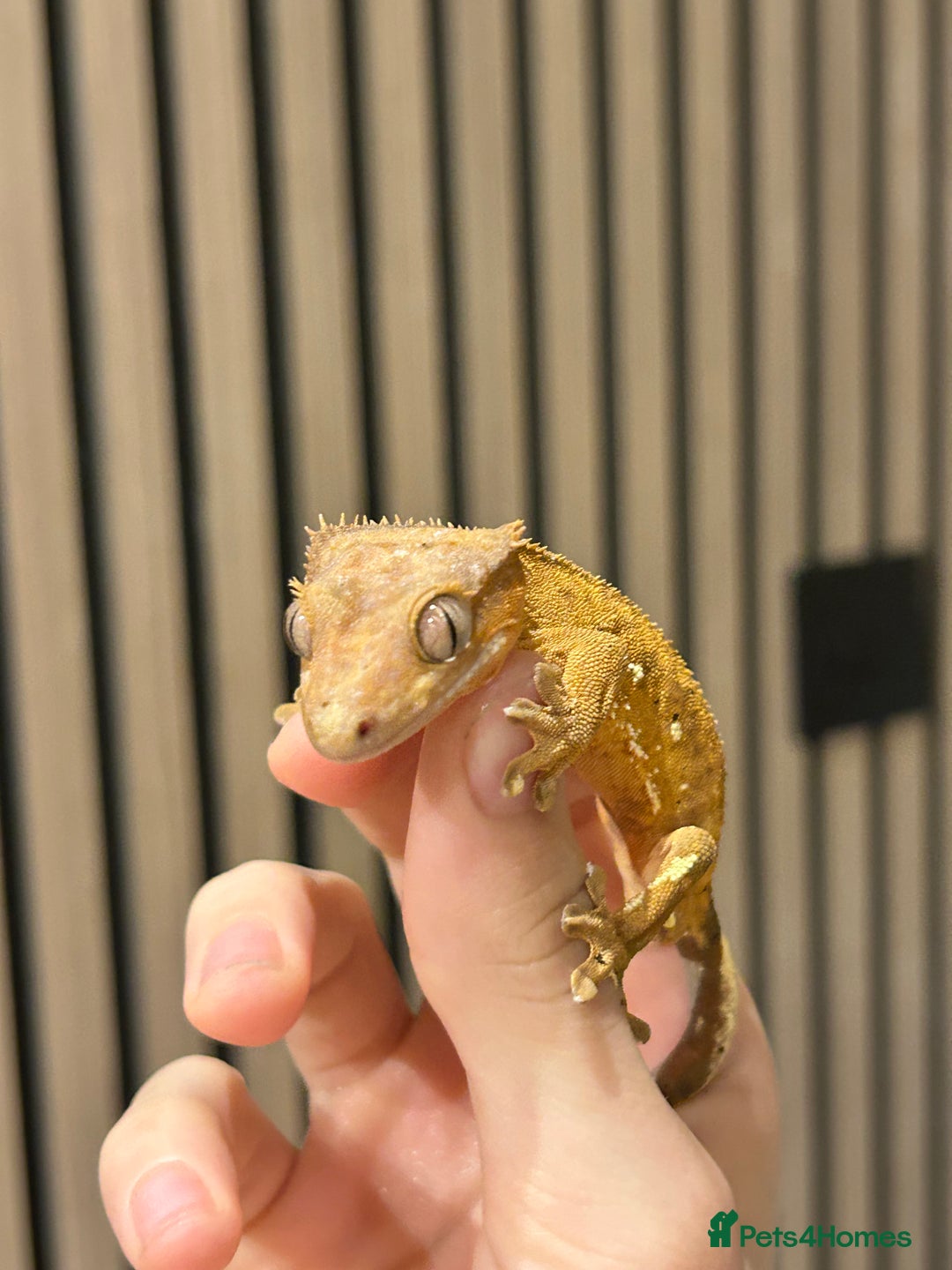 Gecko reptiles for sale: Crested Geckos X2 And full Bioactive Setup  - Advert 1