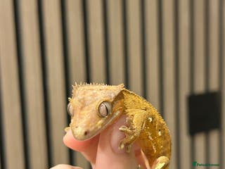 Gecko reptiles Crested Geckos X2 And full Bioactive Setup - Advert 8