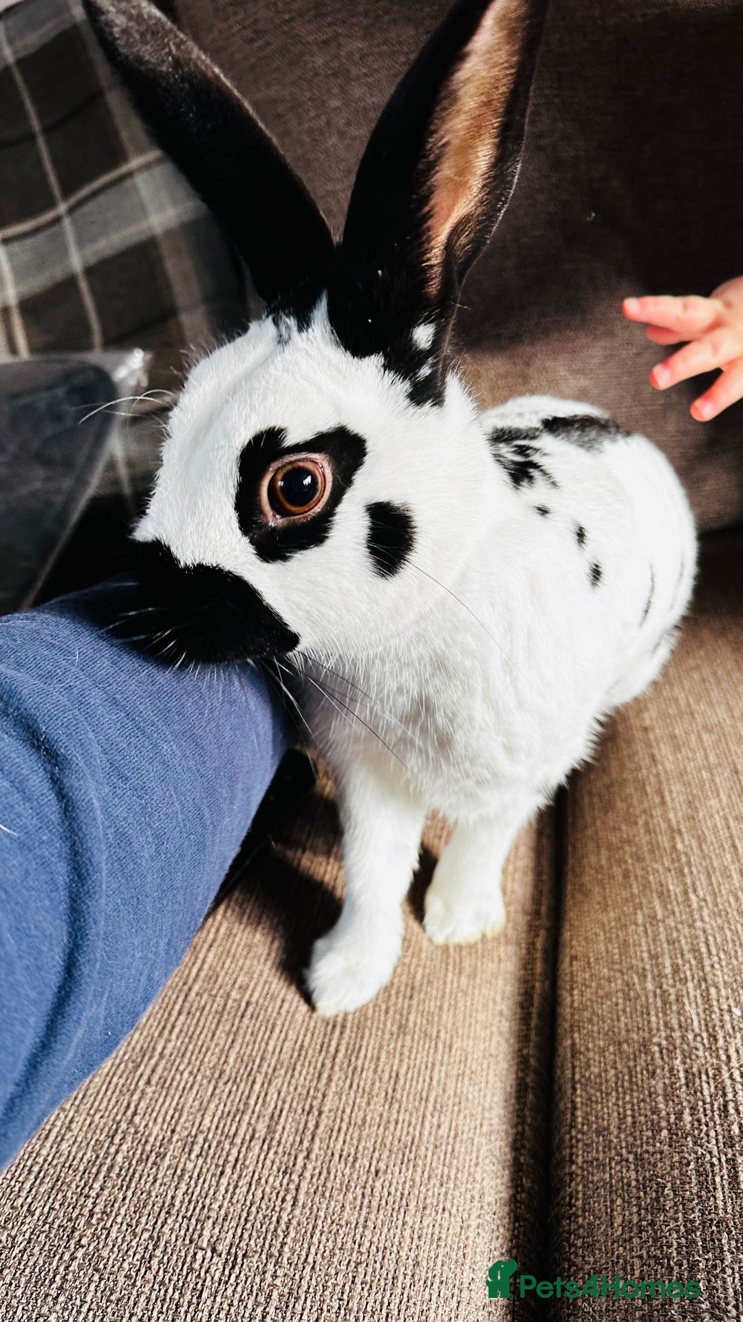 English Spot rabbits for sale: English spot Buck for sale - Advert 3