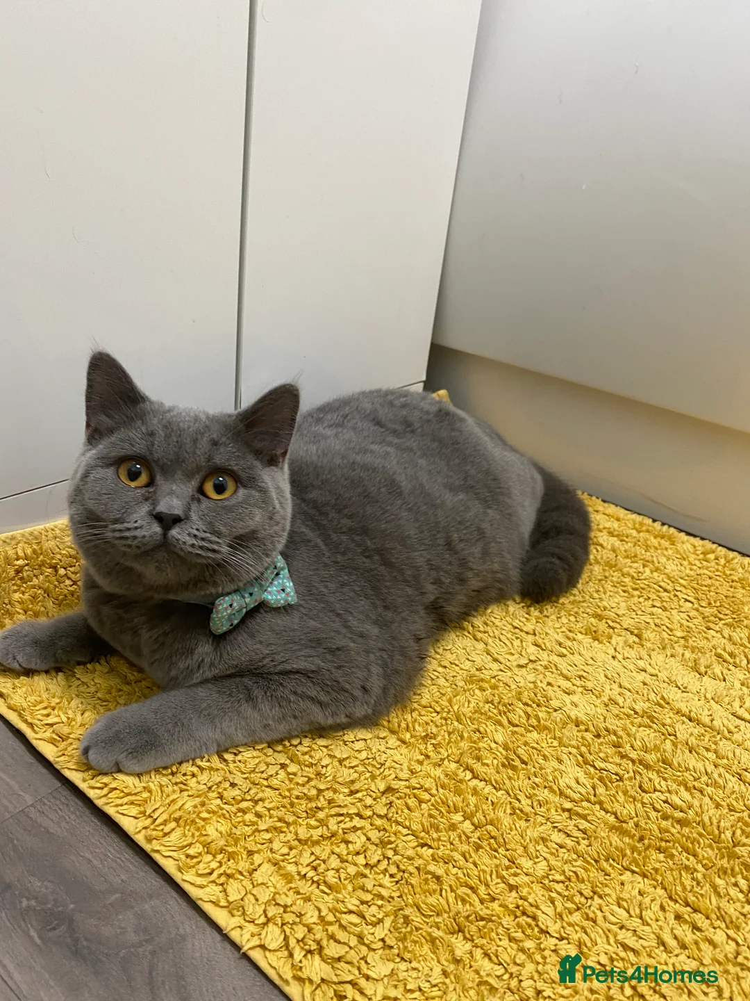 British Shorthair cats for sale: Beautiful BSH Girl- Looking for new loving home - Advert 1