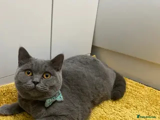 British Shorthair cats Beautiful BSH Girl- Looking for new loving home - Advert 3