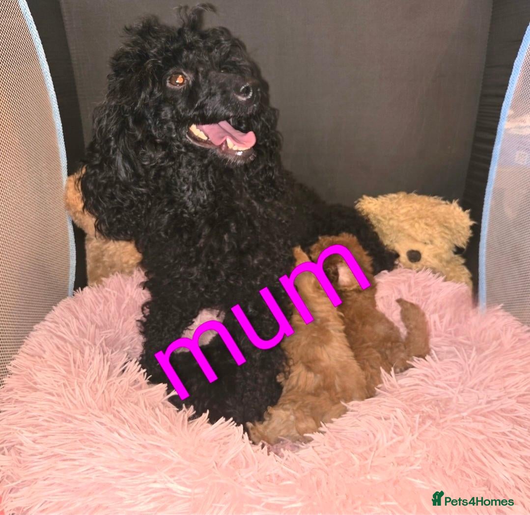 Miniature Poodle dogs Miniature poodles  - Advert 1