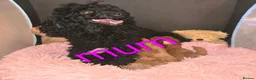 Miniature Poodle dogs for sale: Miniature poodles  in Northampton - Advert 1