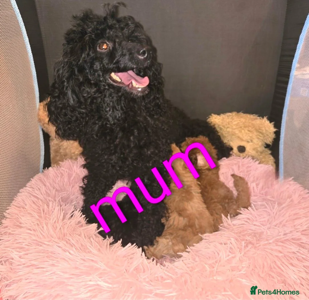 Miniature Poodle dogs for sale: Miniature poodles  in Northampton - Advert 1