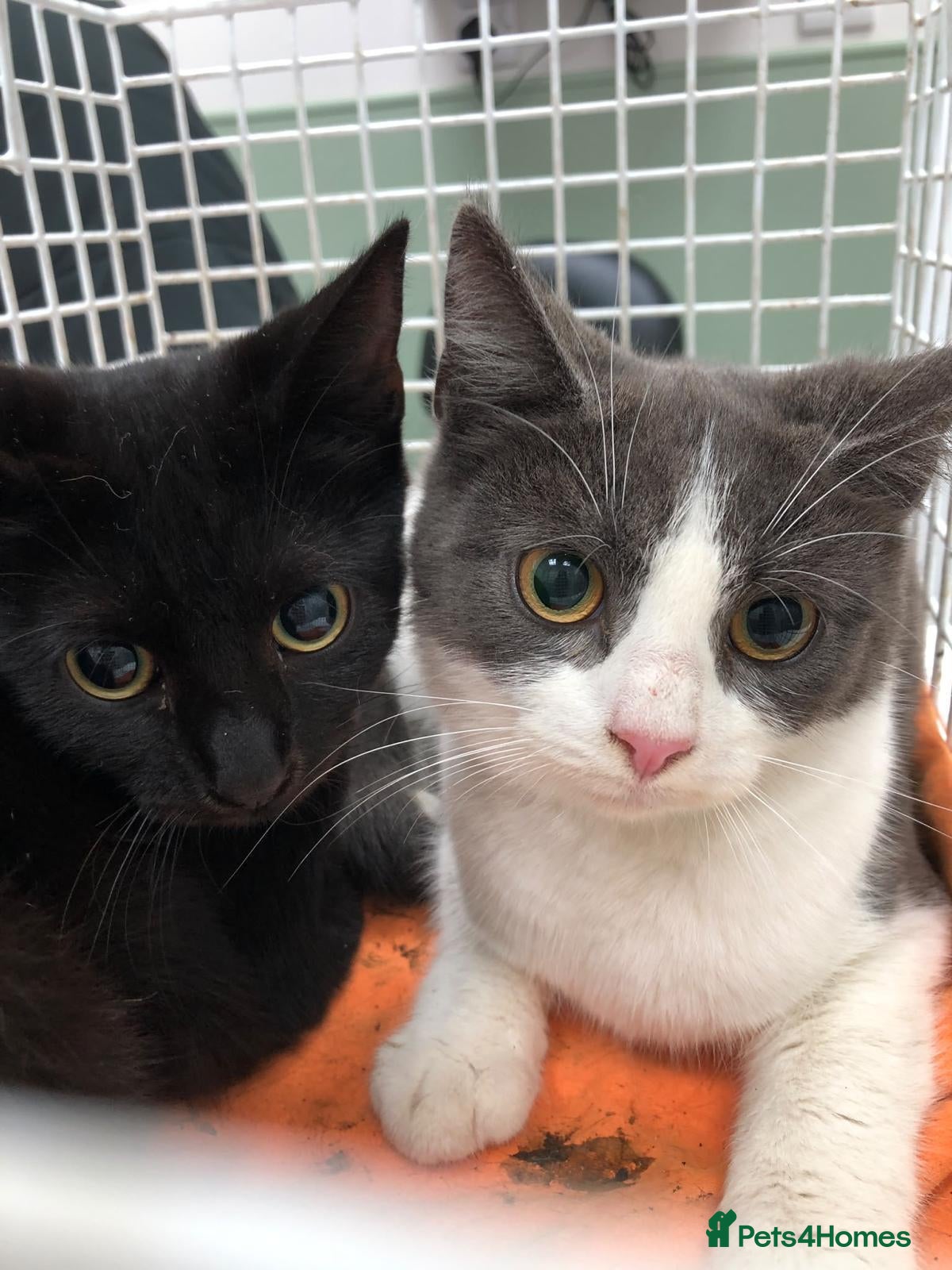 Mixed Breed cats Bonded pair Limpet & Pip looking for a home - Advert 2